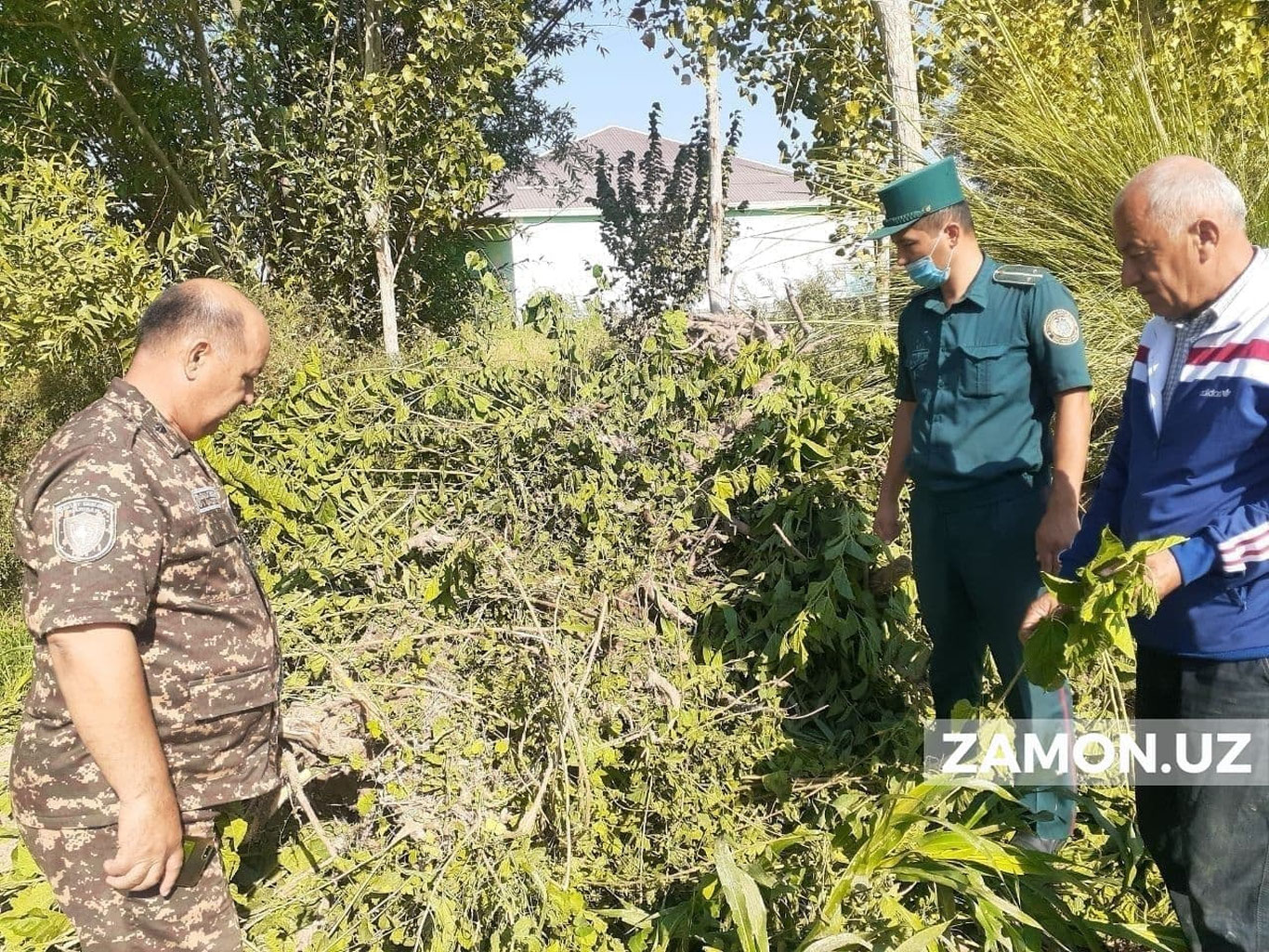 Хоразмда ўзбошимчалик билан 35 туп тут дарахтини кесган шахсга 48,8 млн сўм жарима солинди