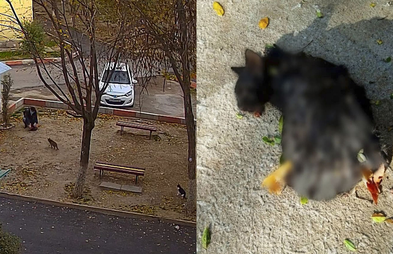 Toshkentda mushuklar qotili qo'lga olindi