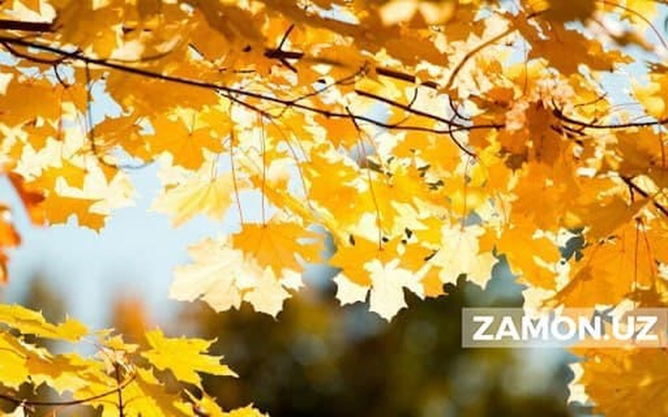 15-oktabr kuni havo harorati 25 darajagacha ko‘tariladi