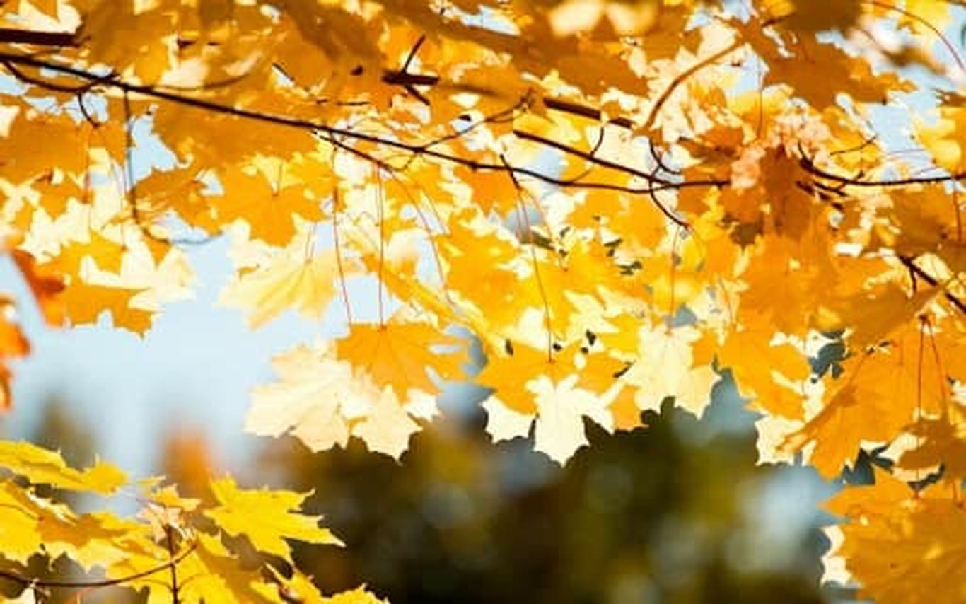 Ўзбекистонда дам олиш кунлари об-ҳаво қандай бўлиши маълум қилинди