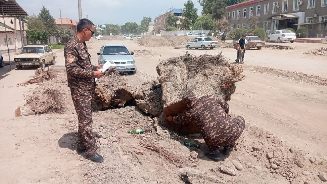 Сурхондарё вилояти Экология ва атроф-муҳитни муҳофаза қилиш бошқармаси Деновда кесилган дарахтлар бўйича муносабат билдирди