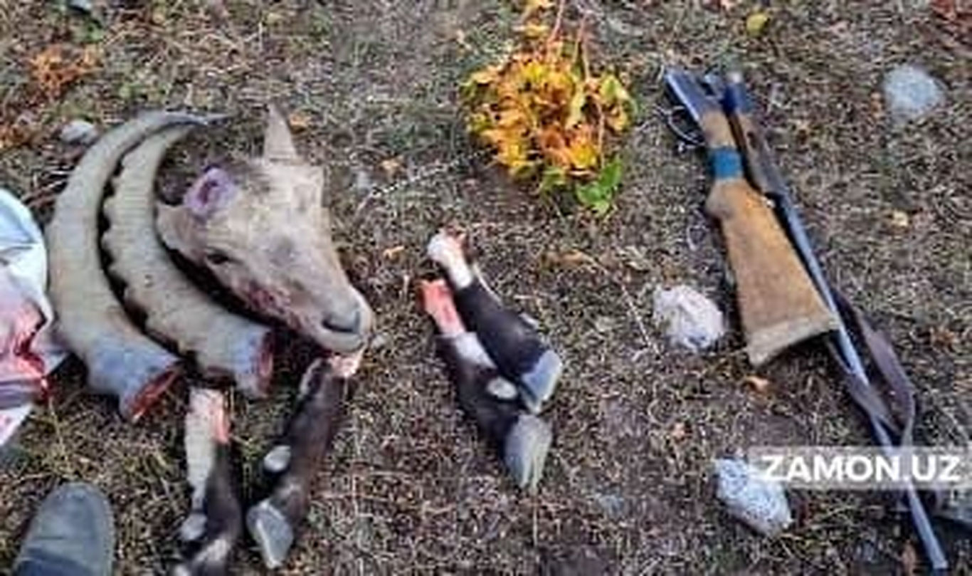 Ҳисор давлат қўриқхонасида “Қизил китоб”га киритилган тоғ эчкиси овланди