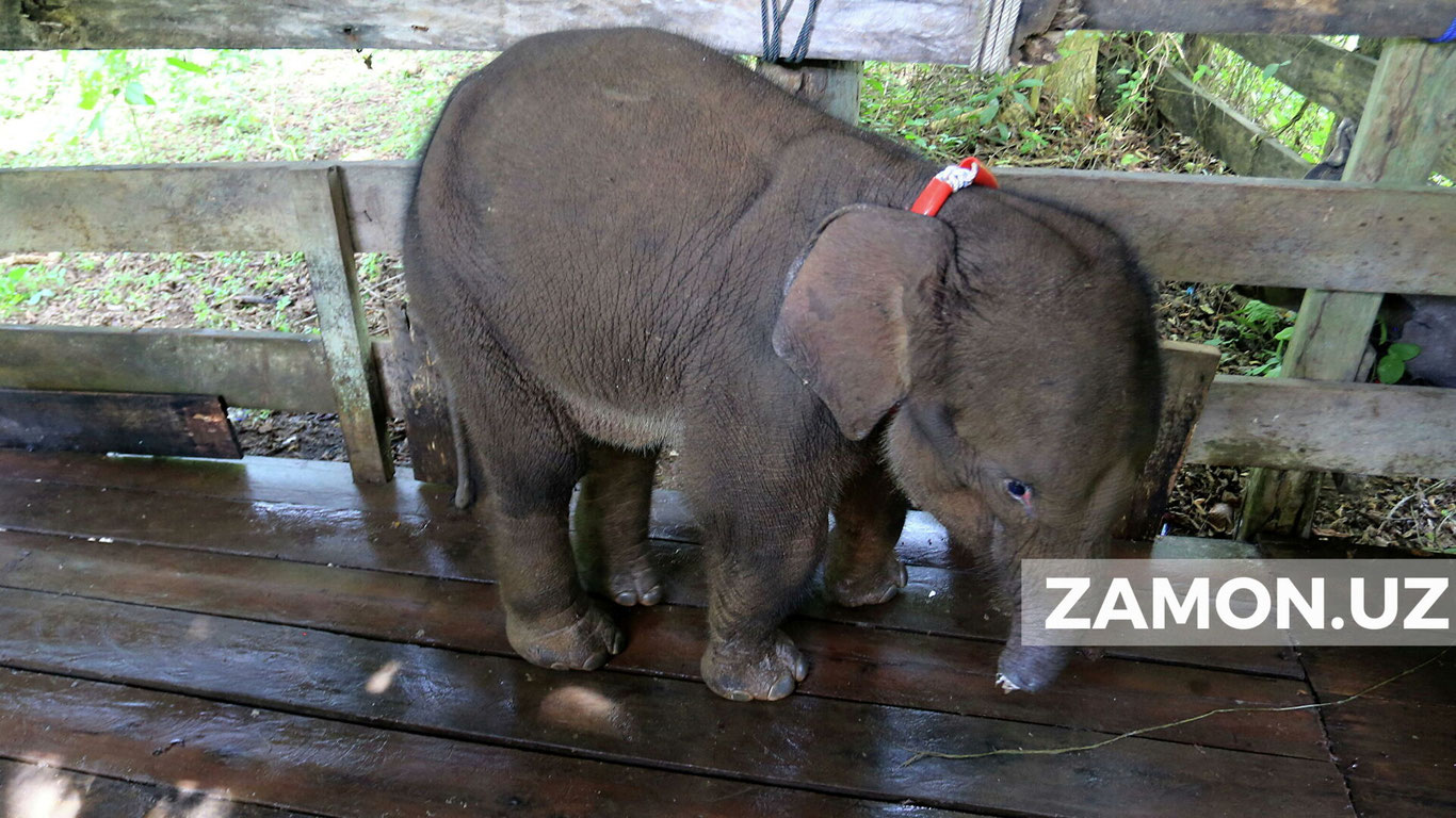 Филча барча саъй-ҳаракатларга қарамай, ҳалок бўлди