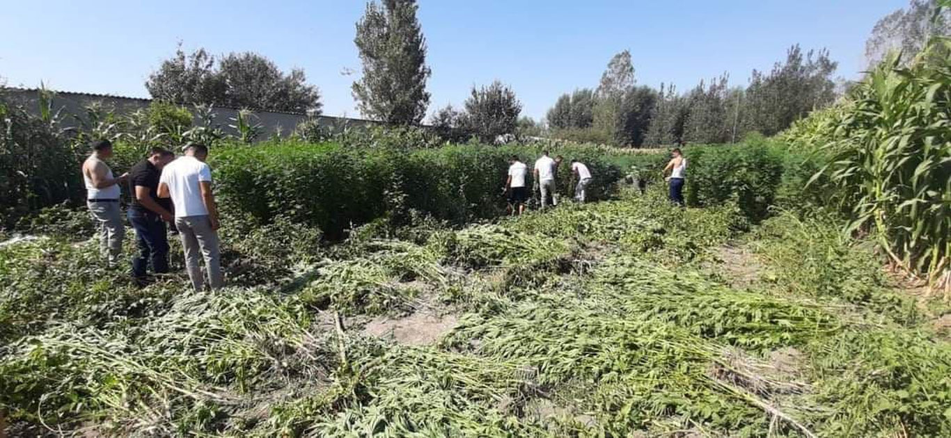 Samarqanddagi "Kannabis plantatsiyasi" o‘rimi boshlandi
