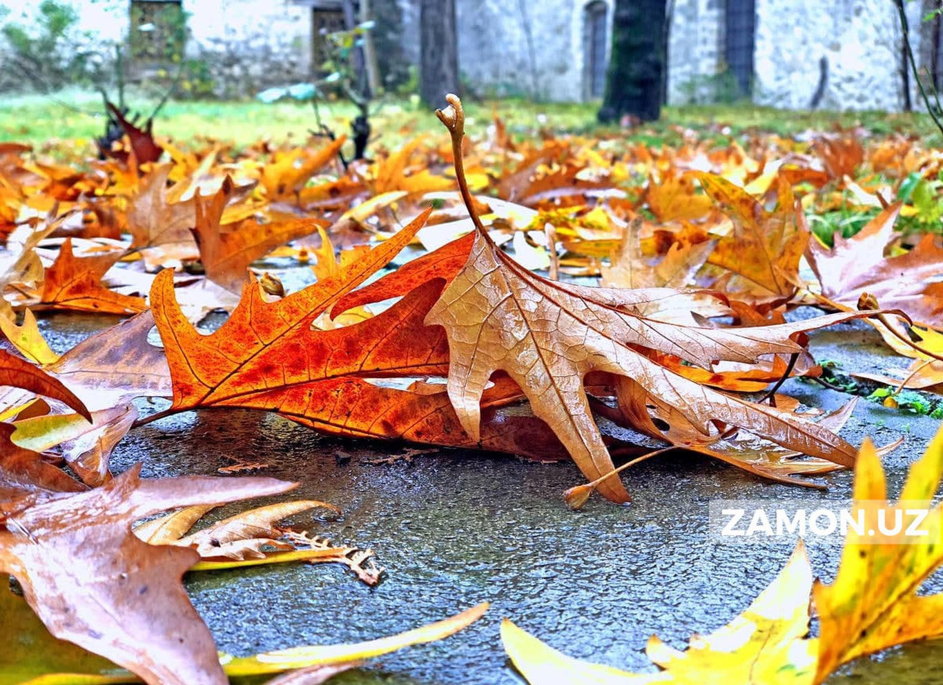 Республика ҳудудида ноябрь ойида аномал совуқ кузатилади