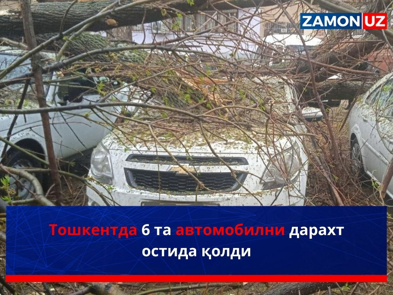 Тошкентда 6 та автомобил дарахт остида қолди