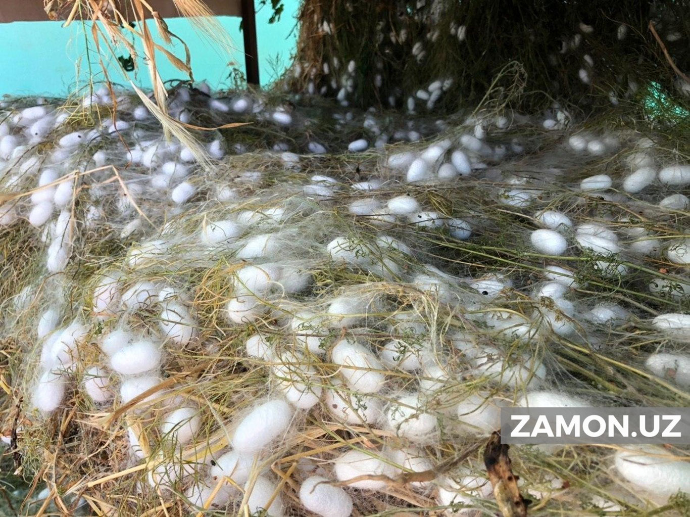 Пилланинг ҳар бир килоси учун 5 000 сўмдан субсидия ажратилади