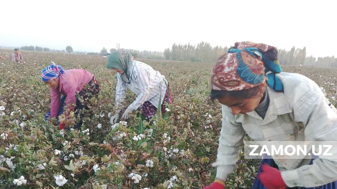 Fuqarolarni paxta terimiga majburiy jalb qilgan 5 nafar mansabdor javobgarlikka tortildi