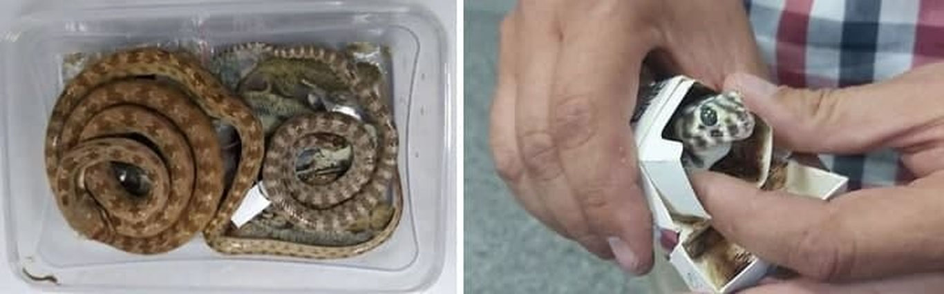 Тошкент халқаро аеропортида ноёб судралиб юрувчи жонзотларни олиб чиқишга уринган шахс тўхтатиб қолинди