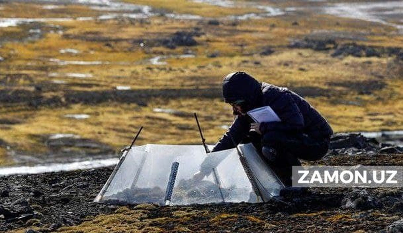 Arktikada o‘simliklar juda tez o‘smoqda