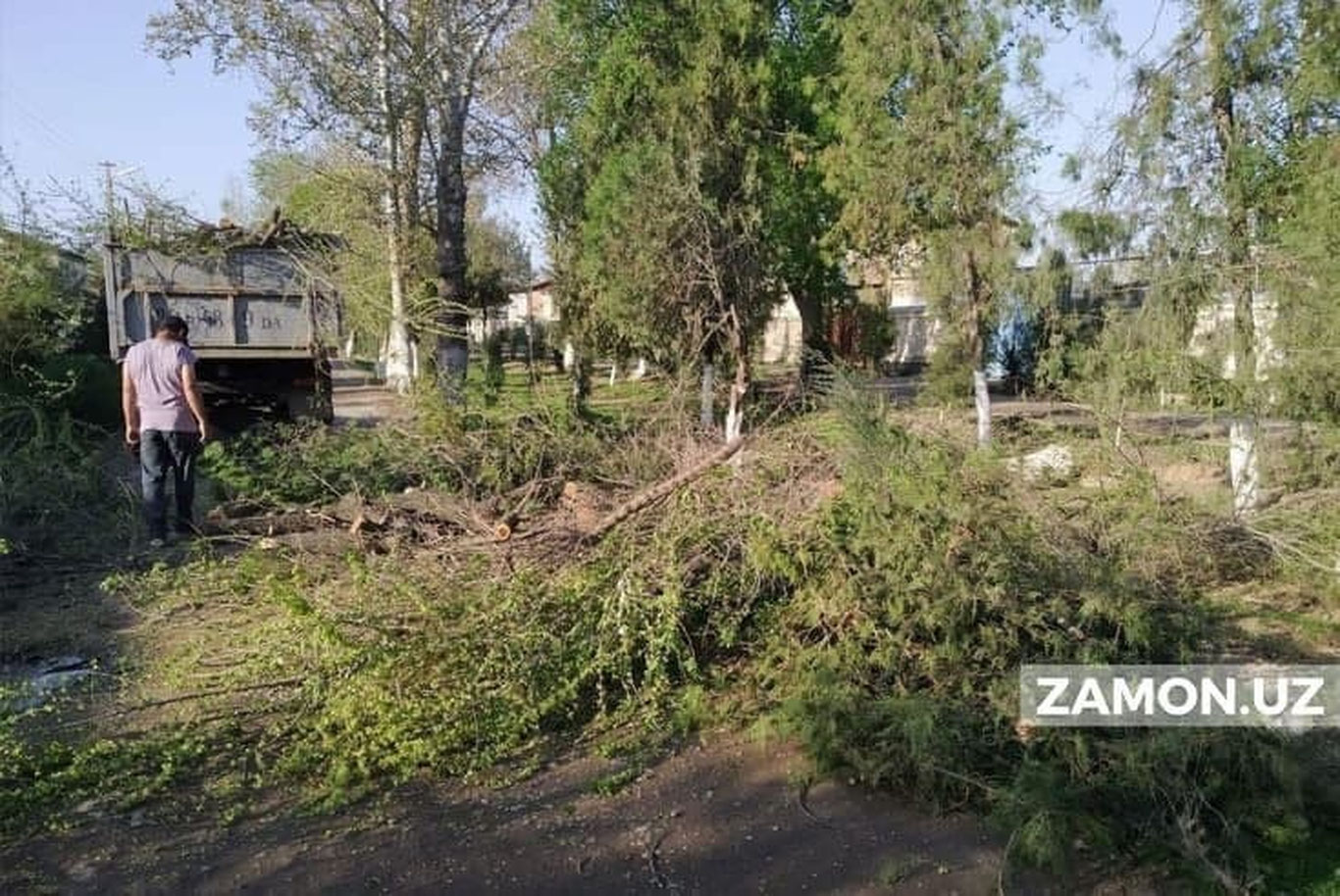 Арча чопишнинг "нархи" қанча?