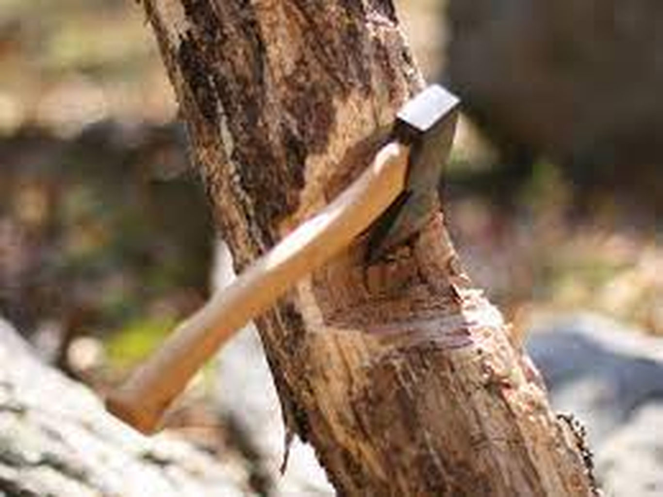 Нукусда дарахтлар нега кесилди?