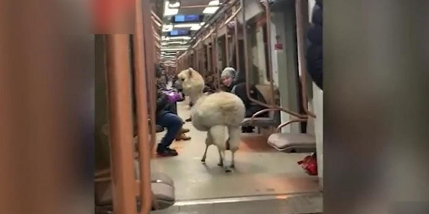 Alpaka metroda sayr qildi