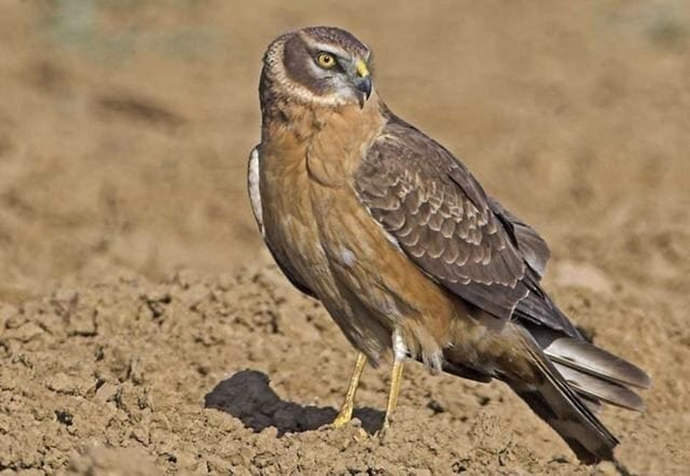 Бухорода қизил китобга киритилган чўл бўктаргиси(степной лунь) қушини сотмоқчи бўлганлар ушланди