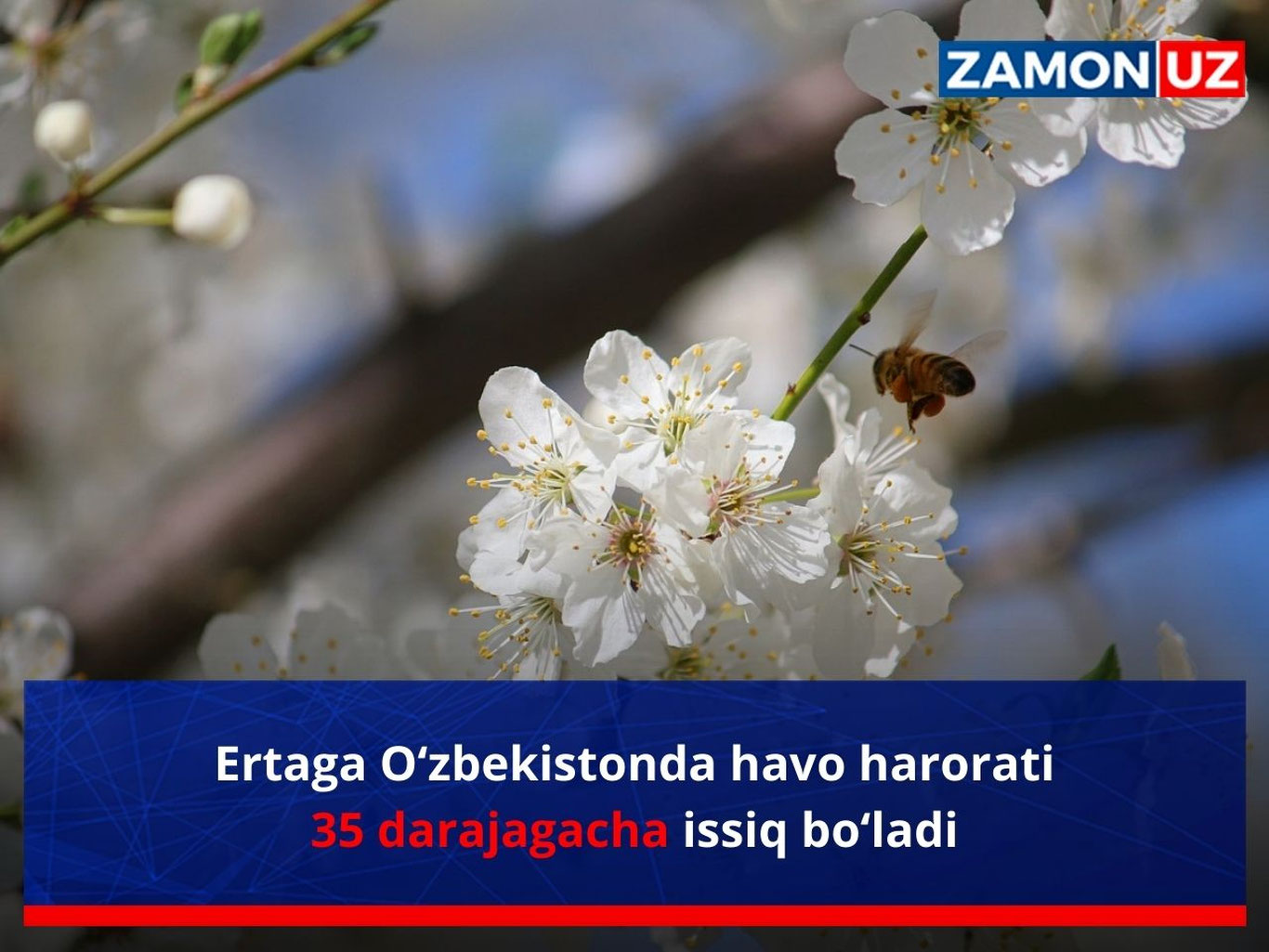 Эртага Ўзбекистонда ҳаво ҳарорати 35 даражагача иссиқ бўлади