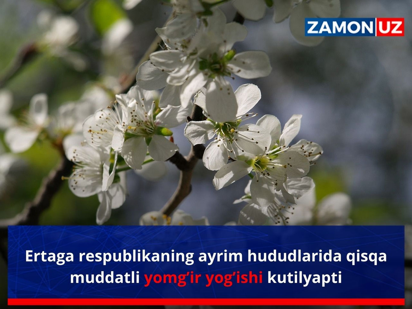 Ertaga respublikaning ayrim hududlarida qisqa muddatli yomg’ir yog’ishi kutilyapti