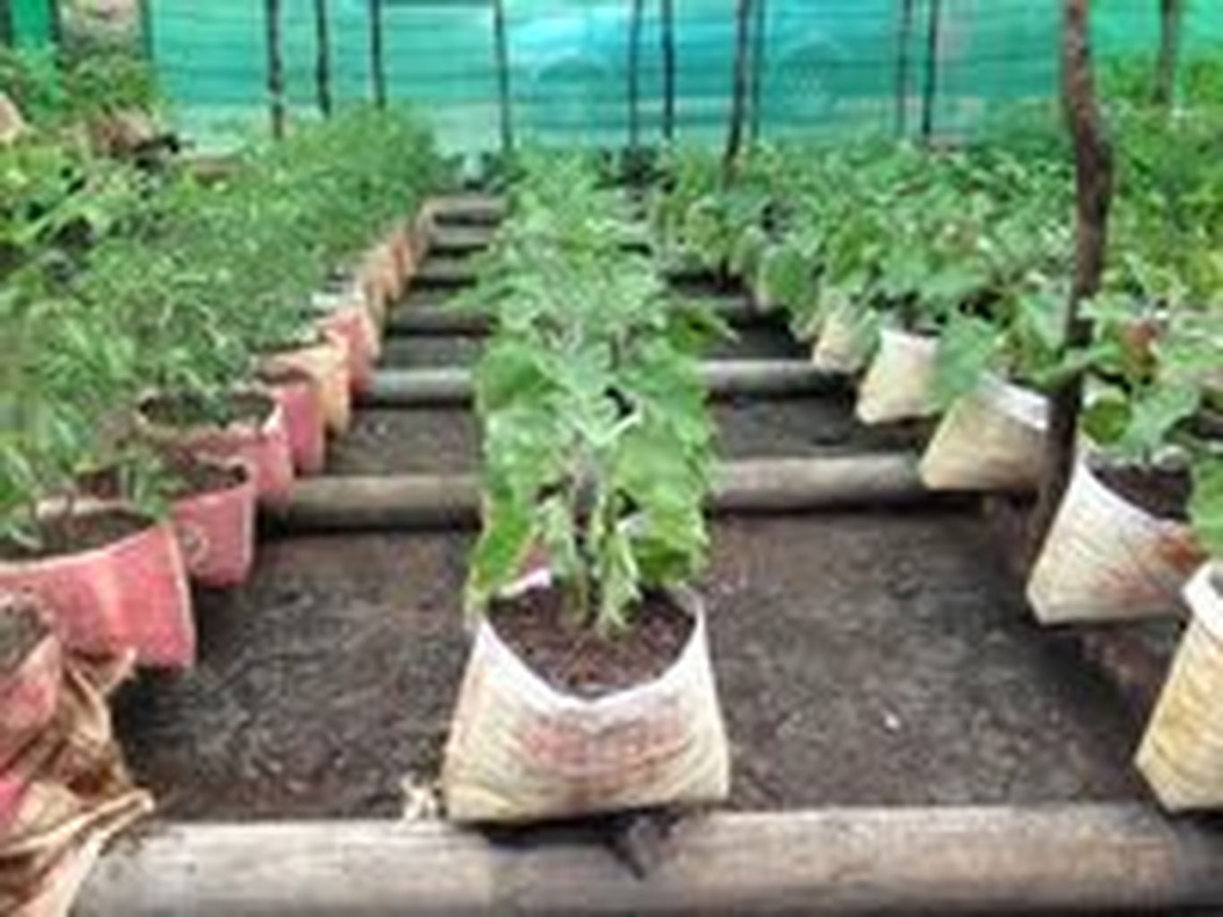 Хитойда сабзавот уруғига бўлган талаб кескин ошди