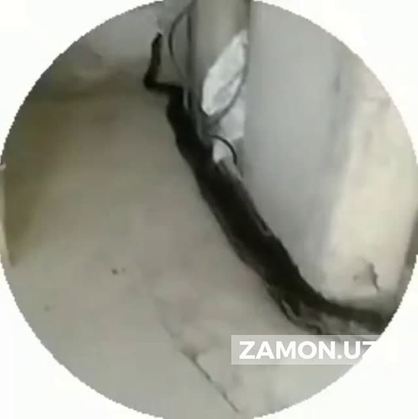 Namangandagi xonadonlarning birida 4 metrli ilon chiqqani rostmi?