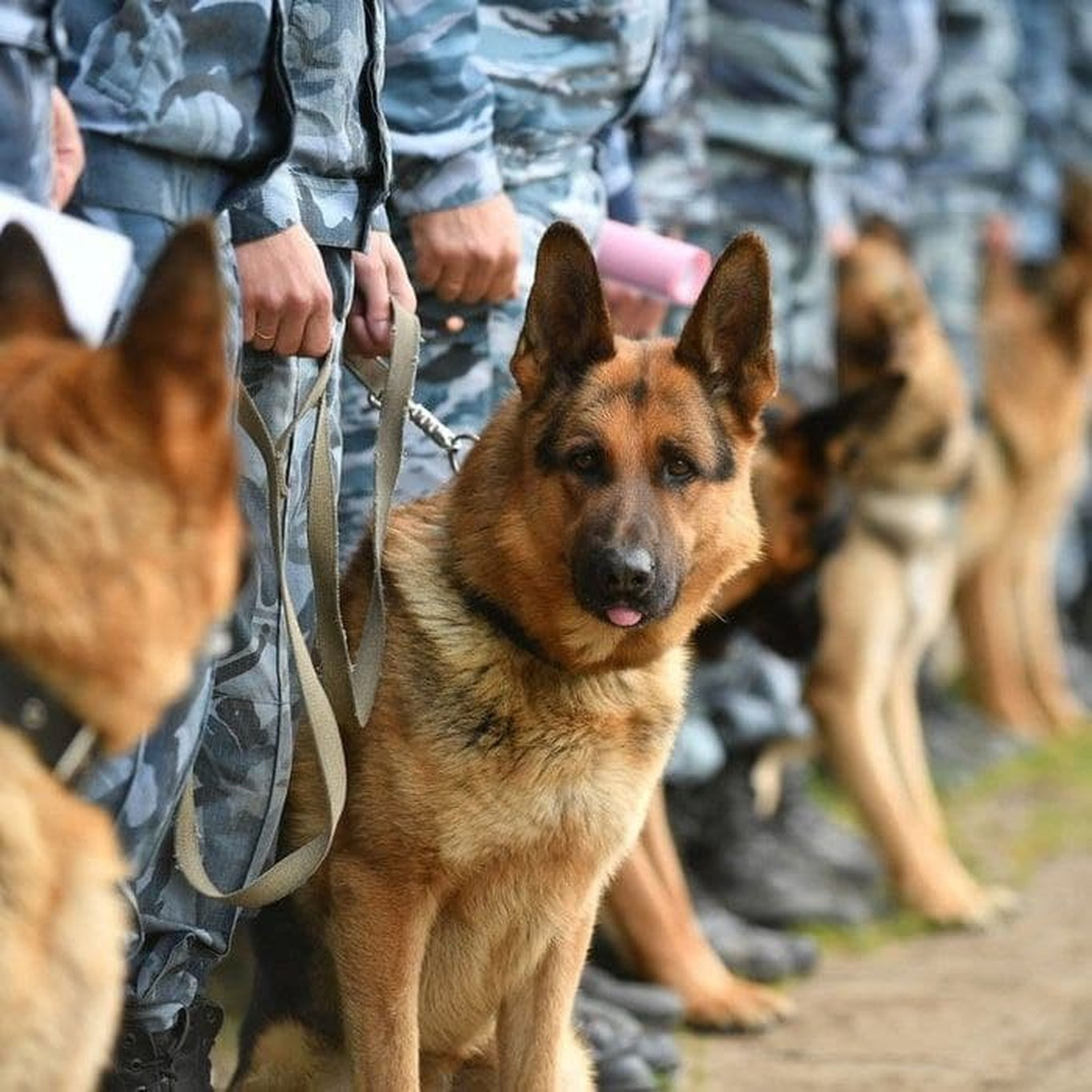 Хизмат итлари ёрдамида йил бошидан буён 98 кг турли гиёҳвандлик воситалари аниқланган ва йўқ қилинган