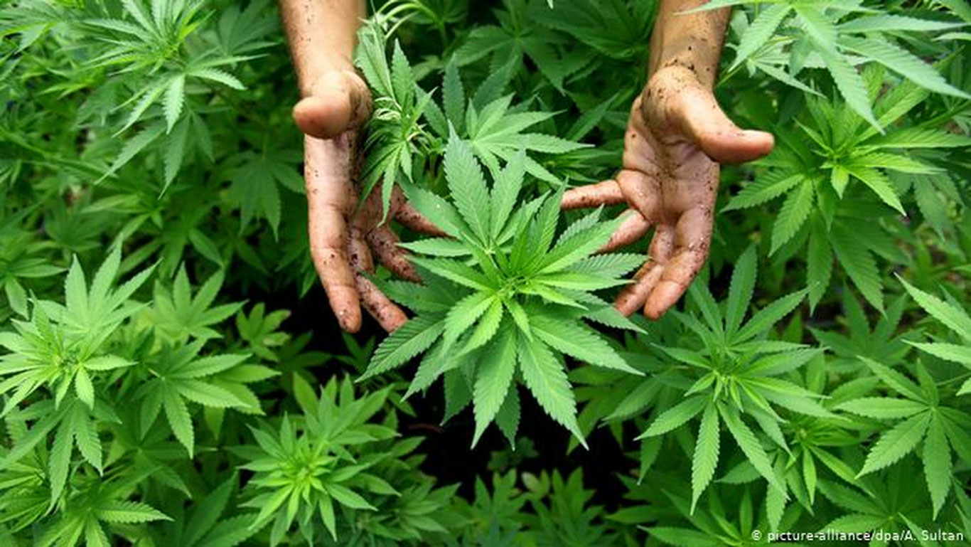 Farg‘onada olma bog‘ida kannabis yetishtirgan fuqaro aniqlandi