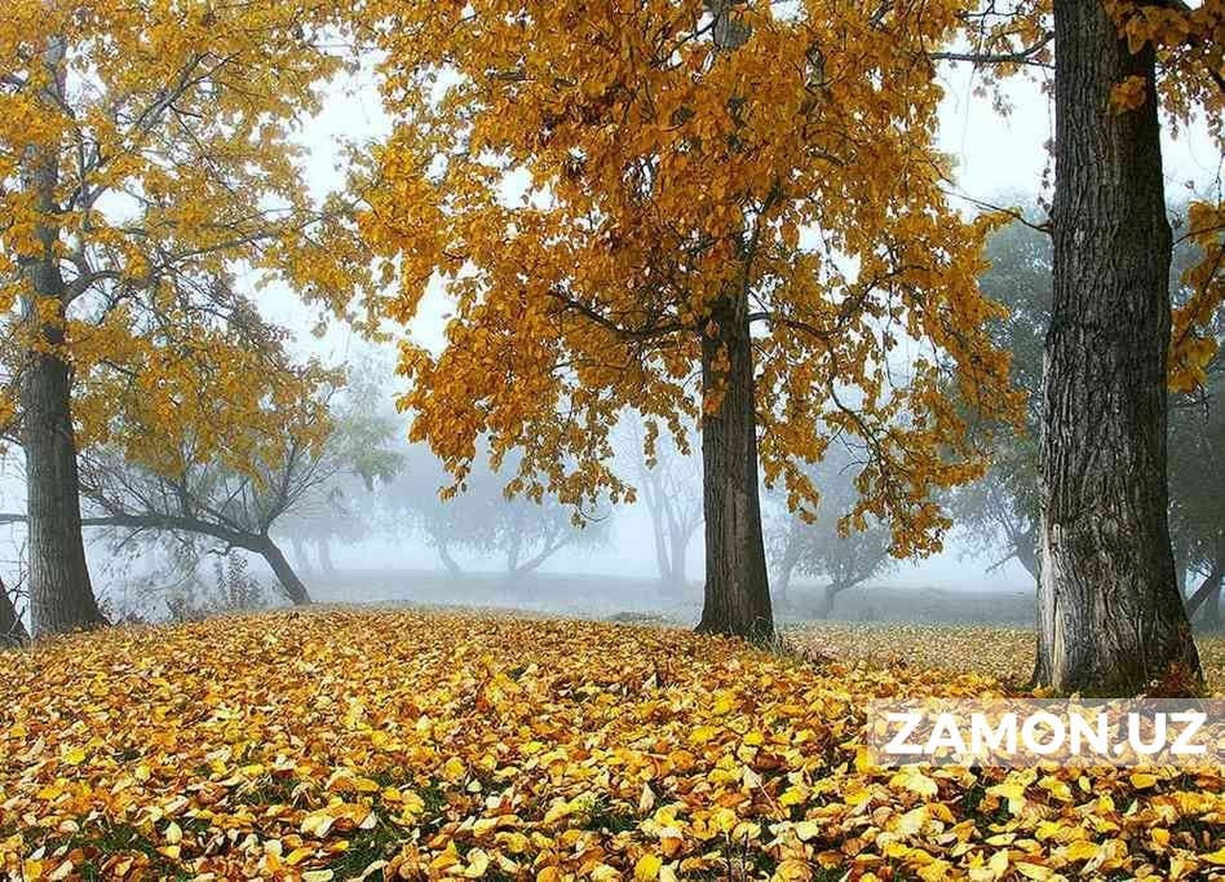7-noyabr kuni qanday ob-havo kutilmoqda?