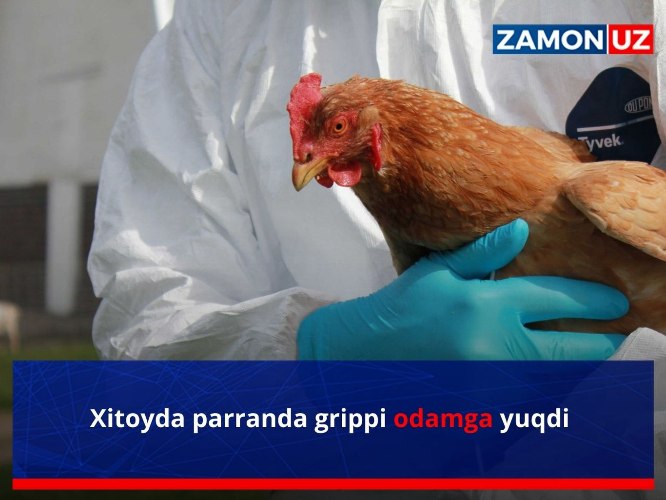 Хитойда парранда гриппи одамга юқди