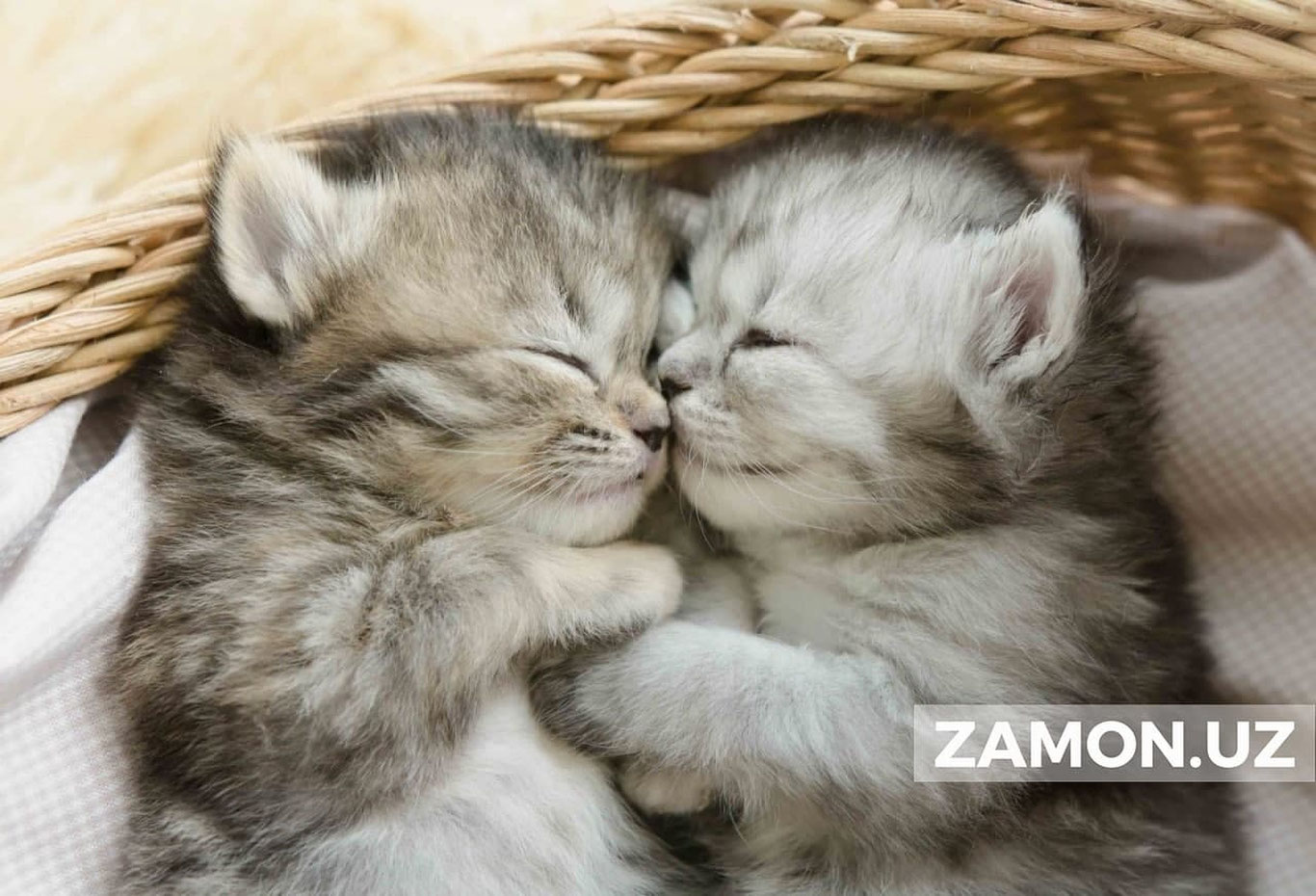 Мушукни калтаклаган боланинг онаси жарима тўлаши мумкин