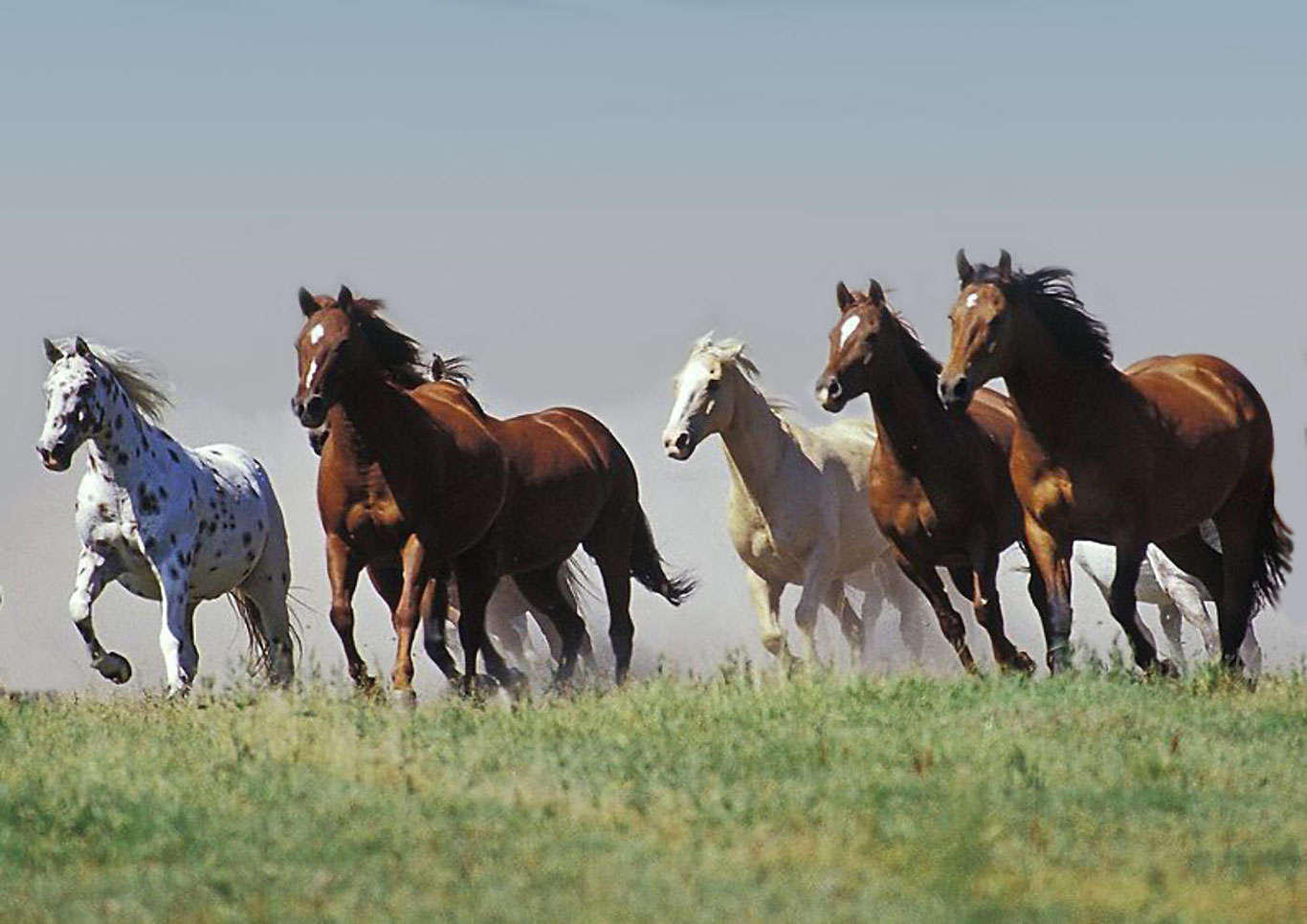 Ўзбекистонда боқилаётган отлар сони маълум қилинди