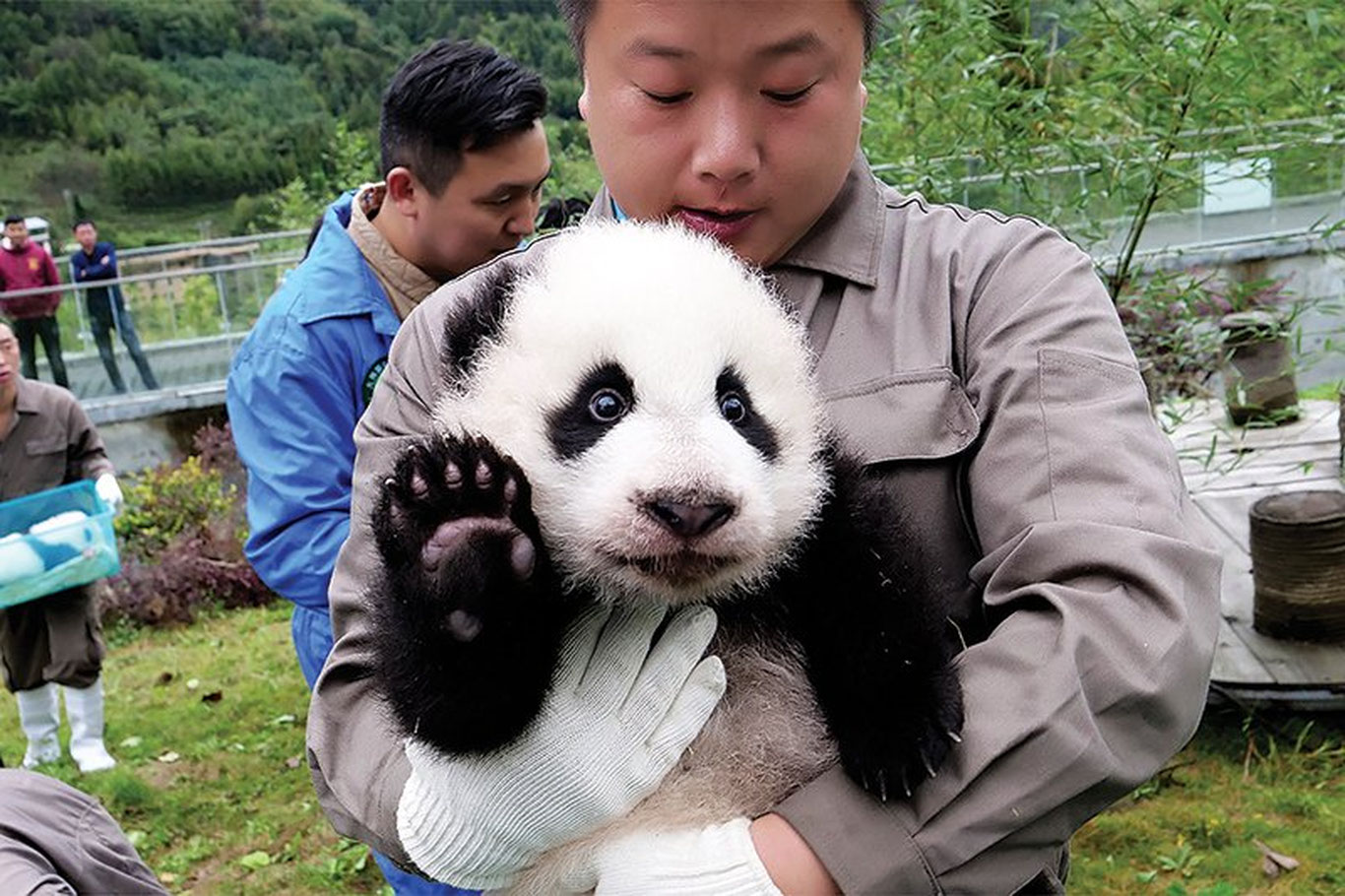 Pandalarni o‘ldirganlarga o‘lim jazosi beriladi