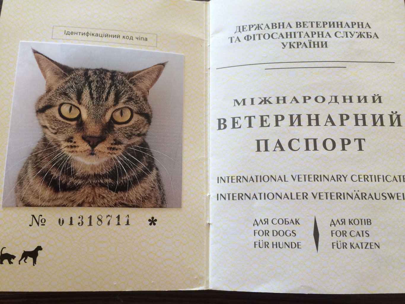 Ўзбекистонда қанча ҳайвон «паспорт» олгани маълум бўлди