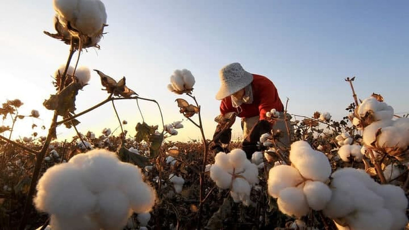 O‘zbekistonda 2021-yil qancha paxta terib olindi?