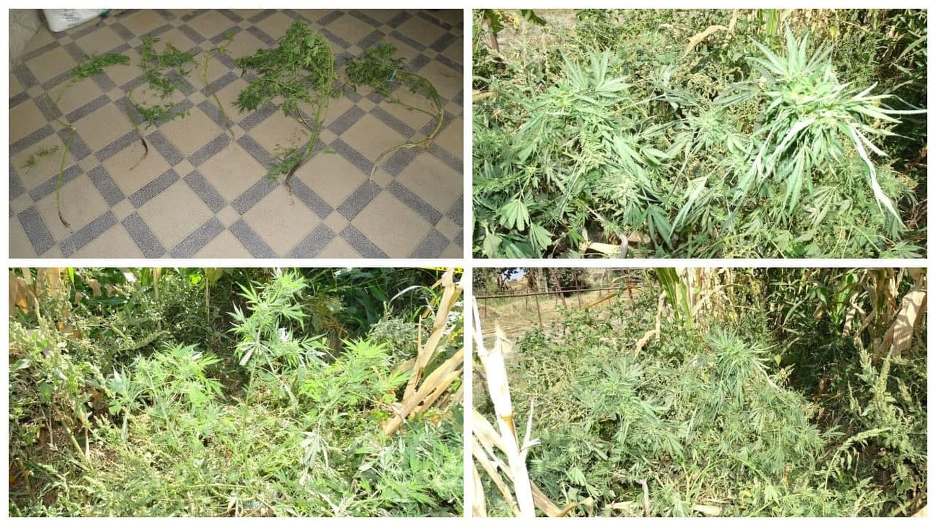 Buxoroda xonadonida "kannabis" o‘simligi yetishtirgan fuqaroga chora ko‘rildi