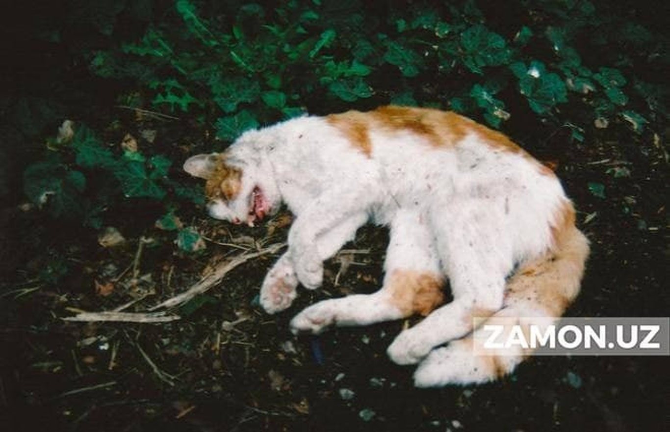 Qozog‘istonda ko‘p qavatli uy oynasidan hayvonlarni uloqtirayotgan fuqaro qidirilmoqda