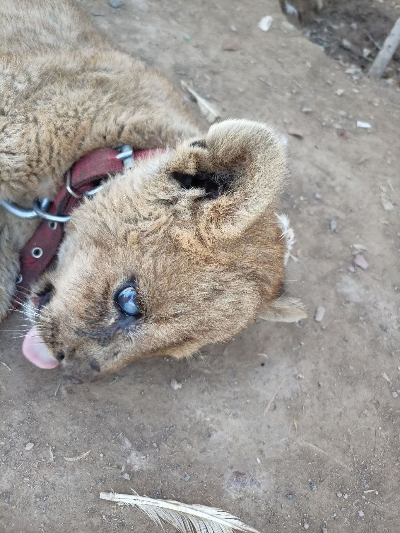 Parkent tumanidagi xonadonda boqilayotgan sherlar bo‘yicha Ekologiya qo‘mitasi rasmiy munosabat bildirdi