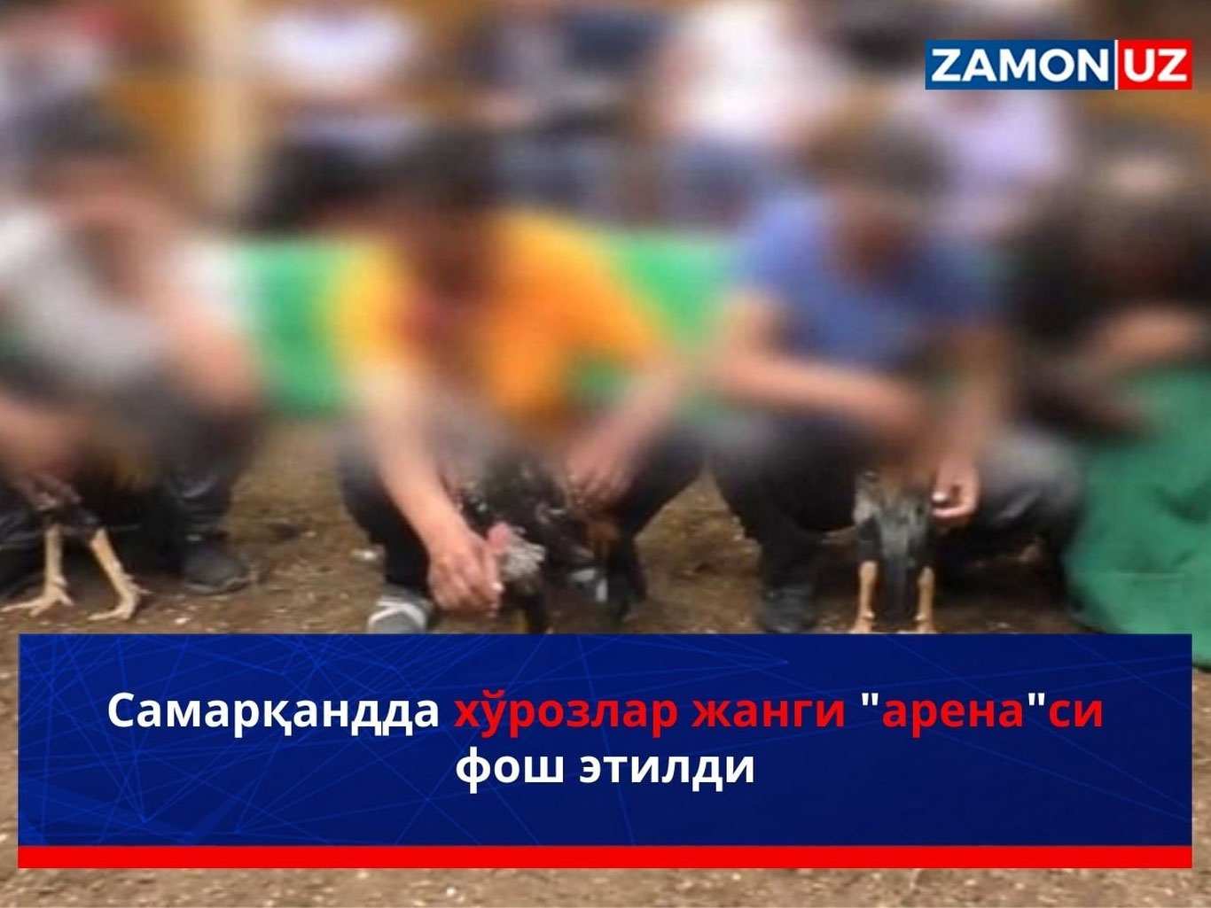 Samarqandda xo‘rozlar jangi “arena”si fosh etildi