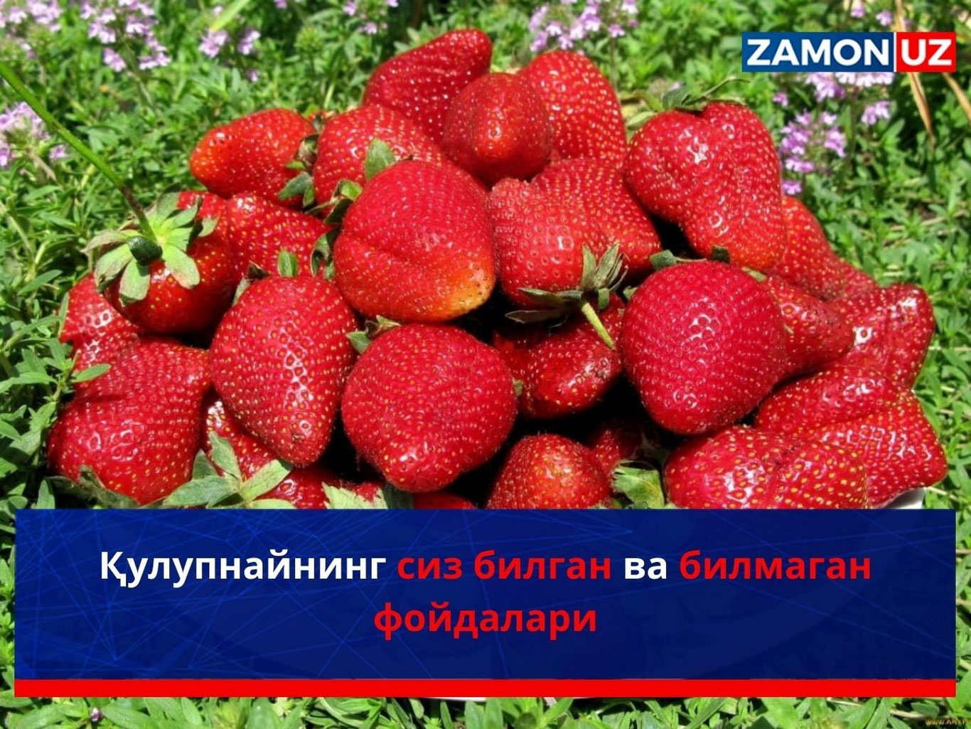 Qulupnayning siz bilgan va bilmagan foydalari