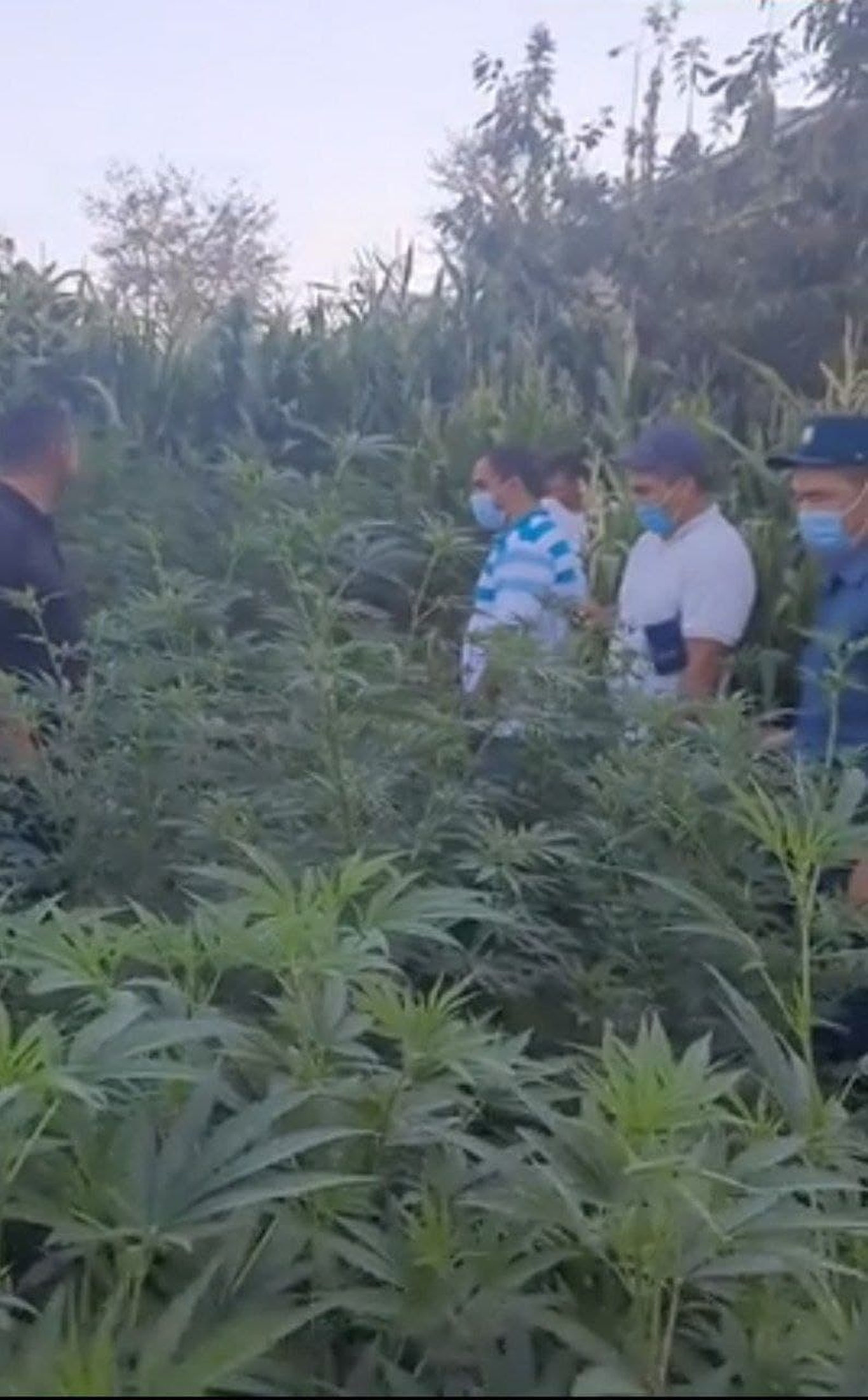 Samarqanddagi "kannabis plantasiyasi" haqida ma’lumot berildi