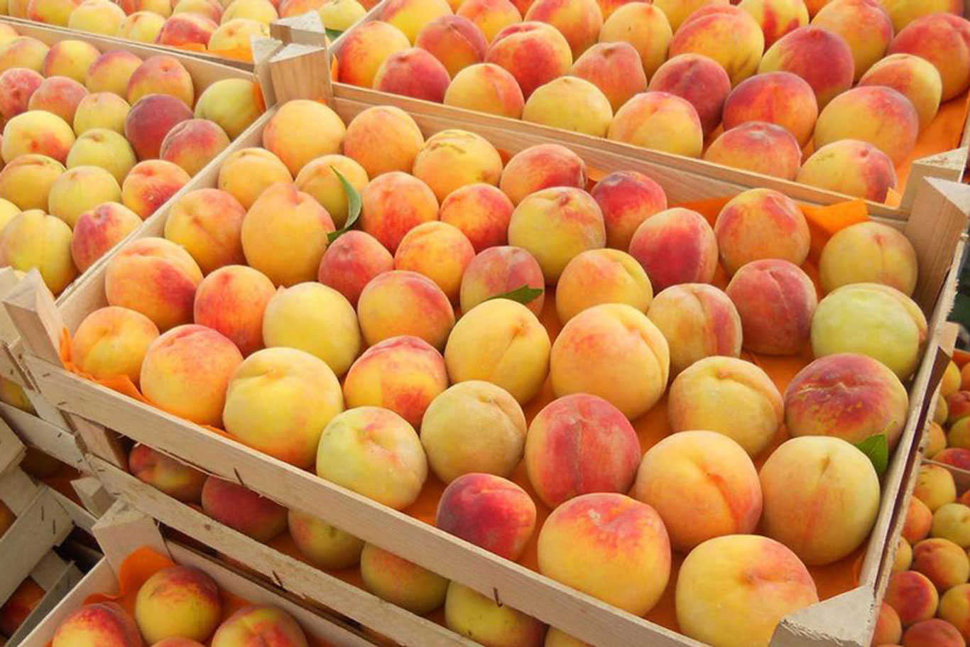 O‘rik eksporti hajmi 6,5 barobarga kamaydi