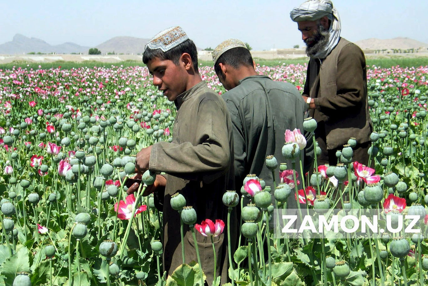 Афғонистонда гиёҳванд моддалар етиштириш кўпайган — БМТ