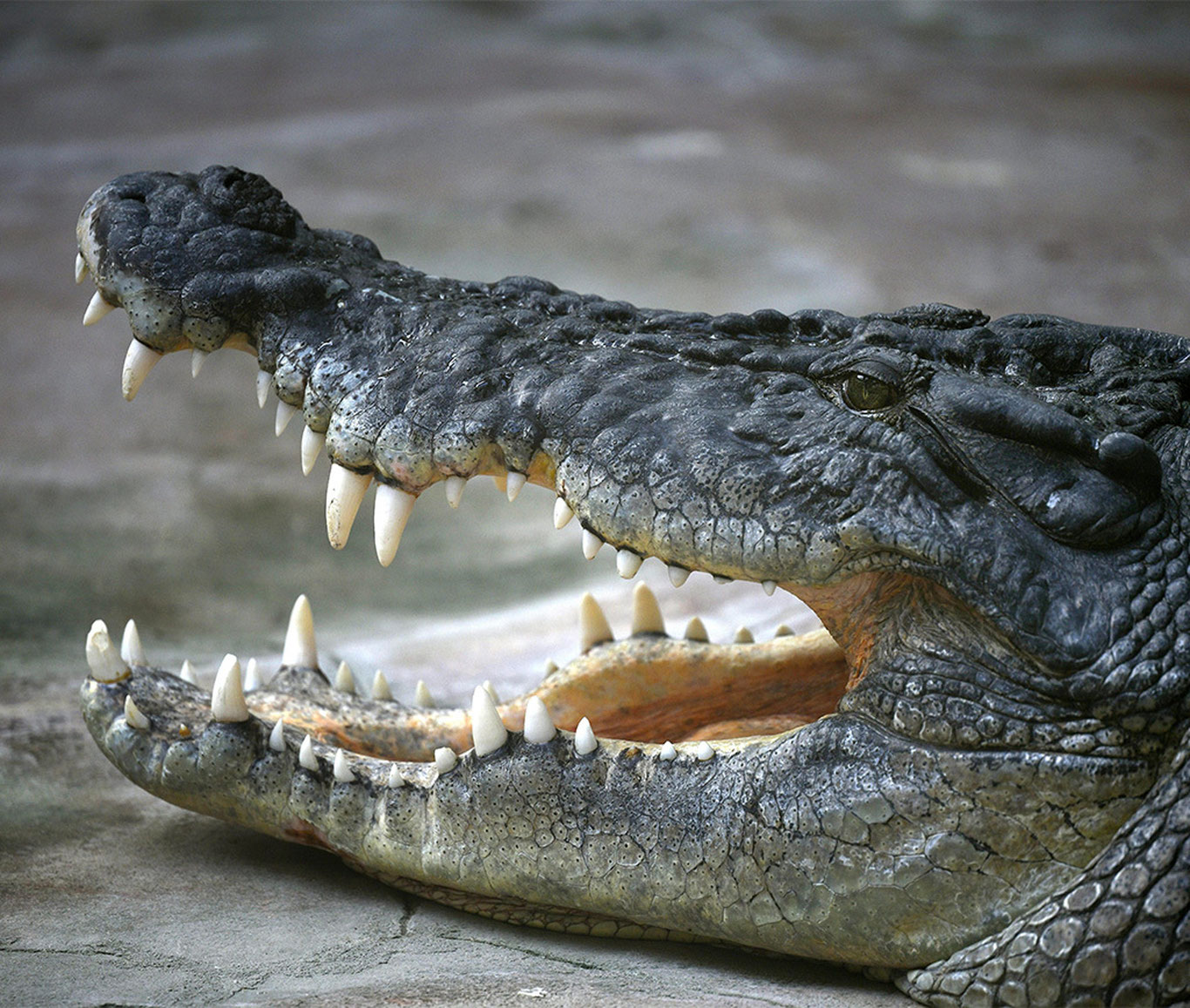 Индонезияда тимсоҳ 8 ёшли қизни еб қўйди