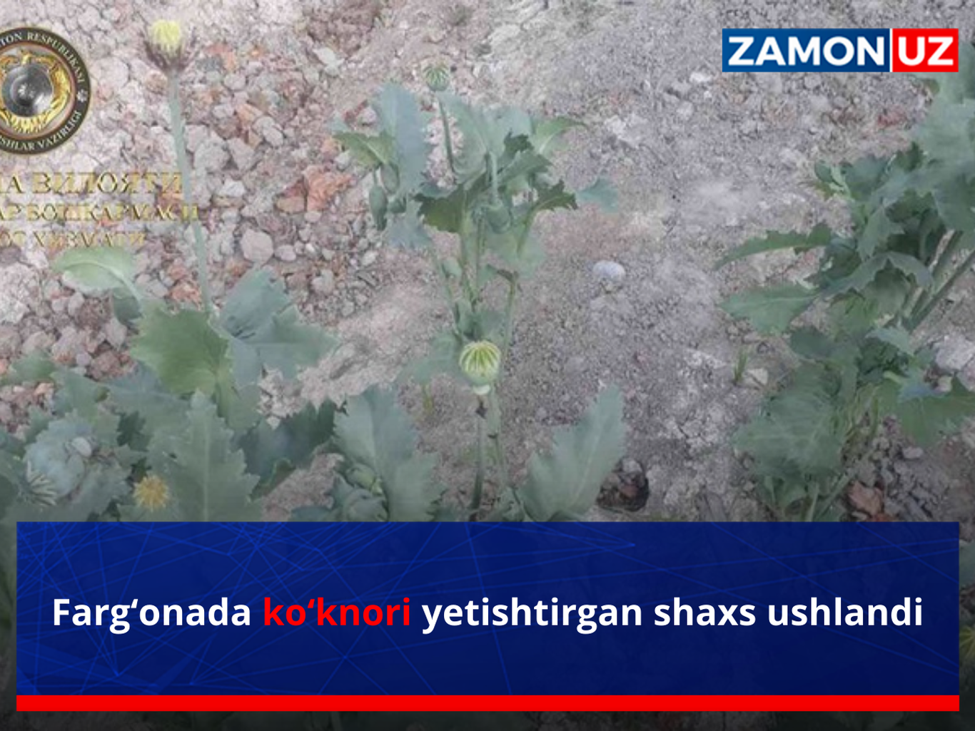 Farg‘onada ko‘knori yetishtirgan shaxs ushlandi