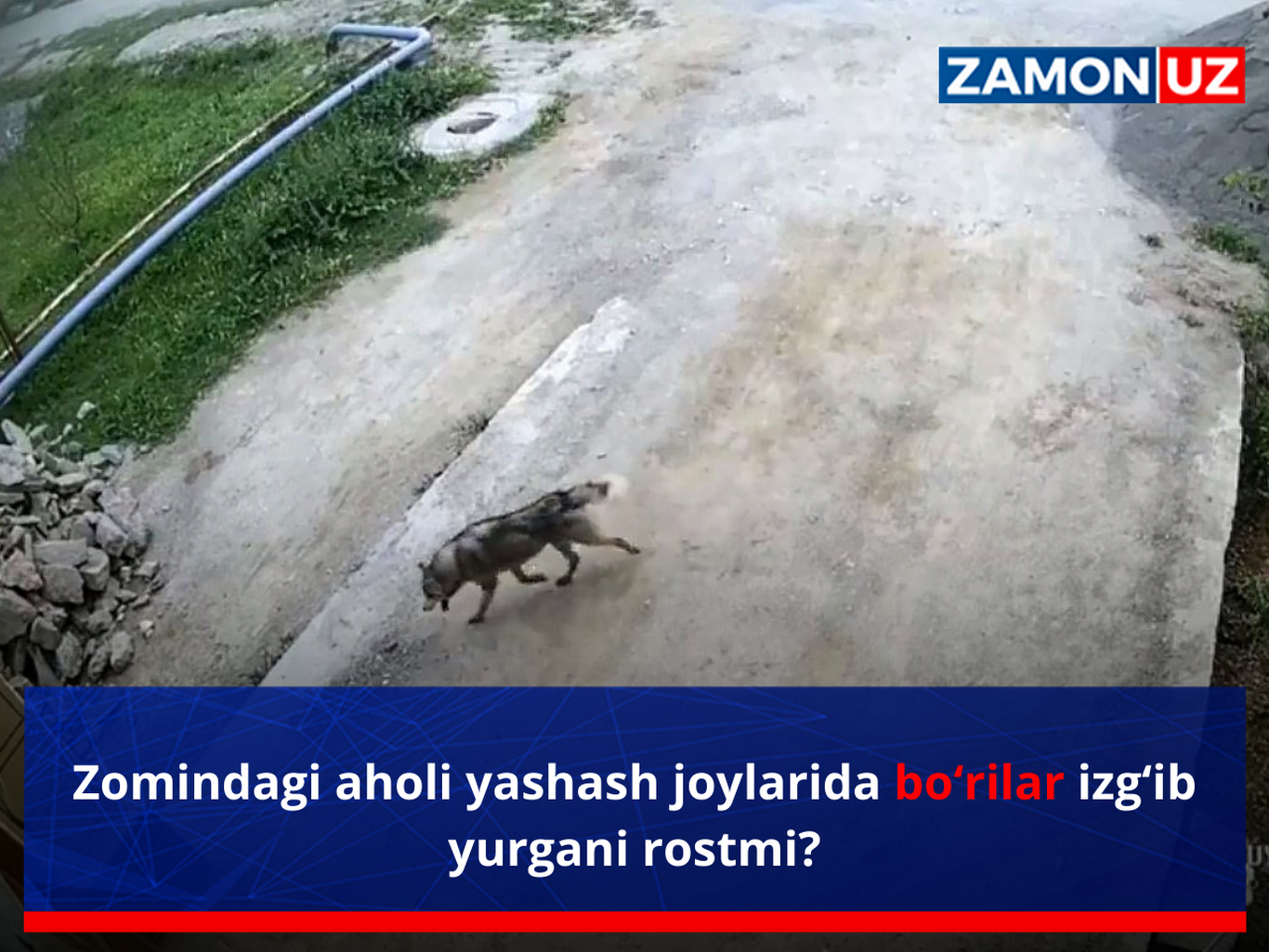 Zomindagi aholi yashash joylarida bo‘rilar izg‘ib yurgani rostmi?