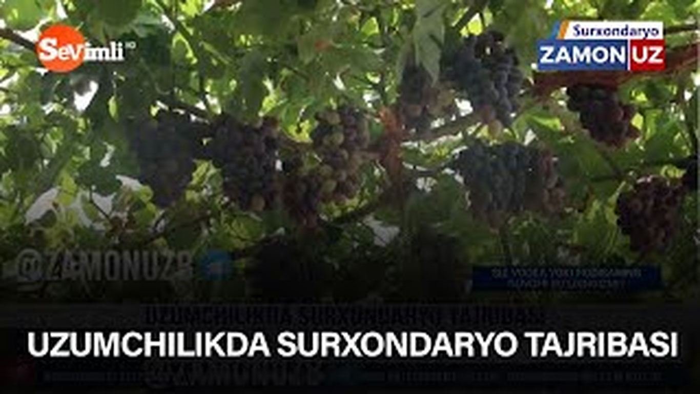 Uzumchilikda Surxondaryo tajribasi