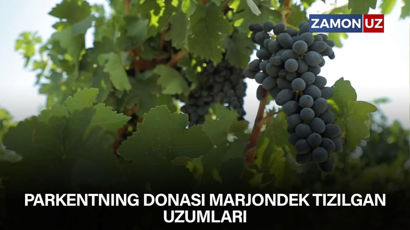 Parkentning donasi marjondek tizilgan uzumlari
