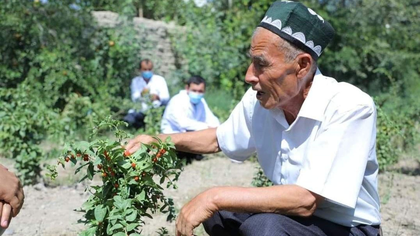 Наманганлик олимлар саратон хасталигига шифо бўлувчи ўсимлик навини яратишга муваффақ бўлди