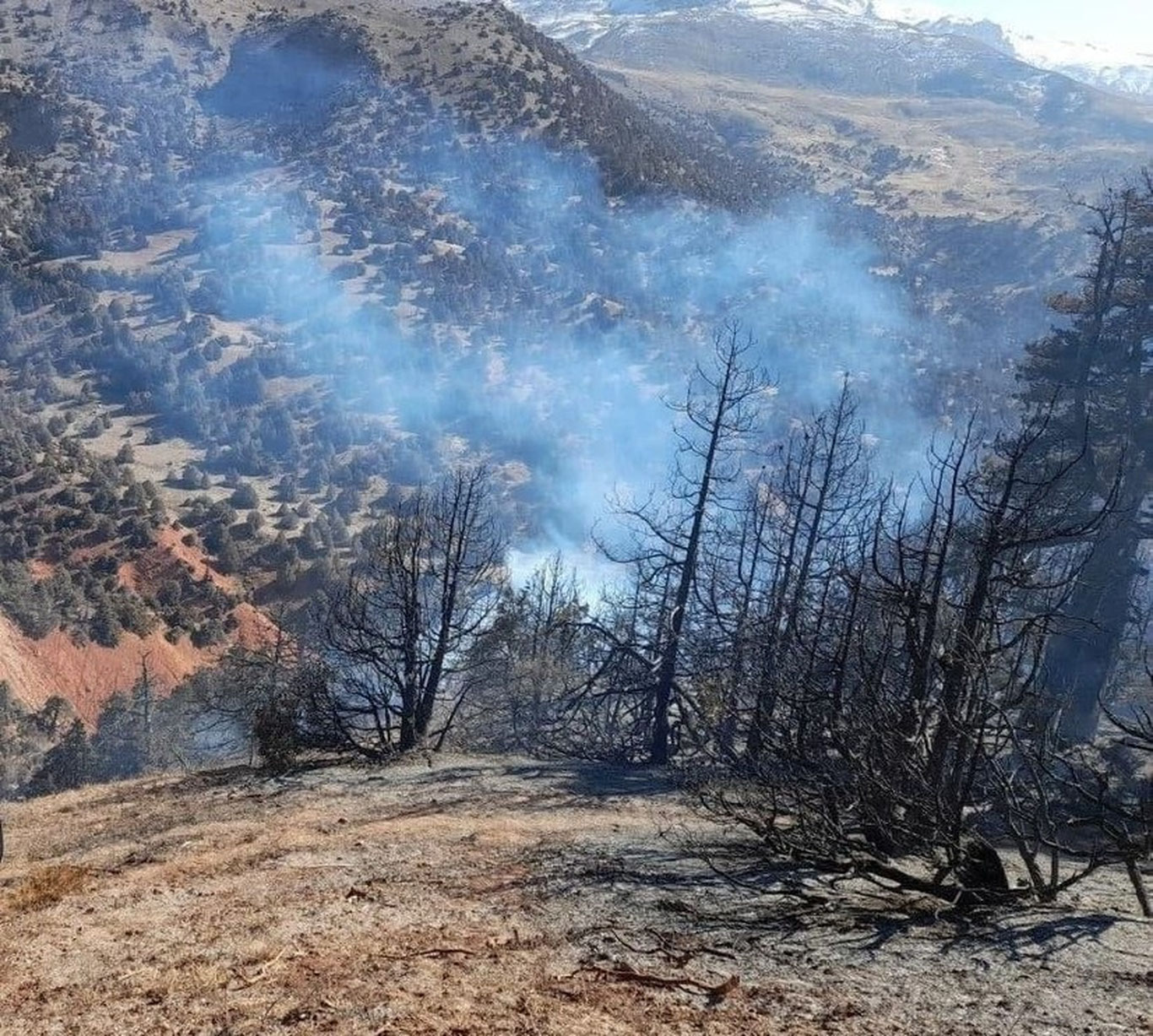 Зоминда ўрмон ёнғини бошланди