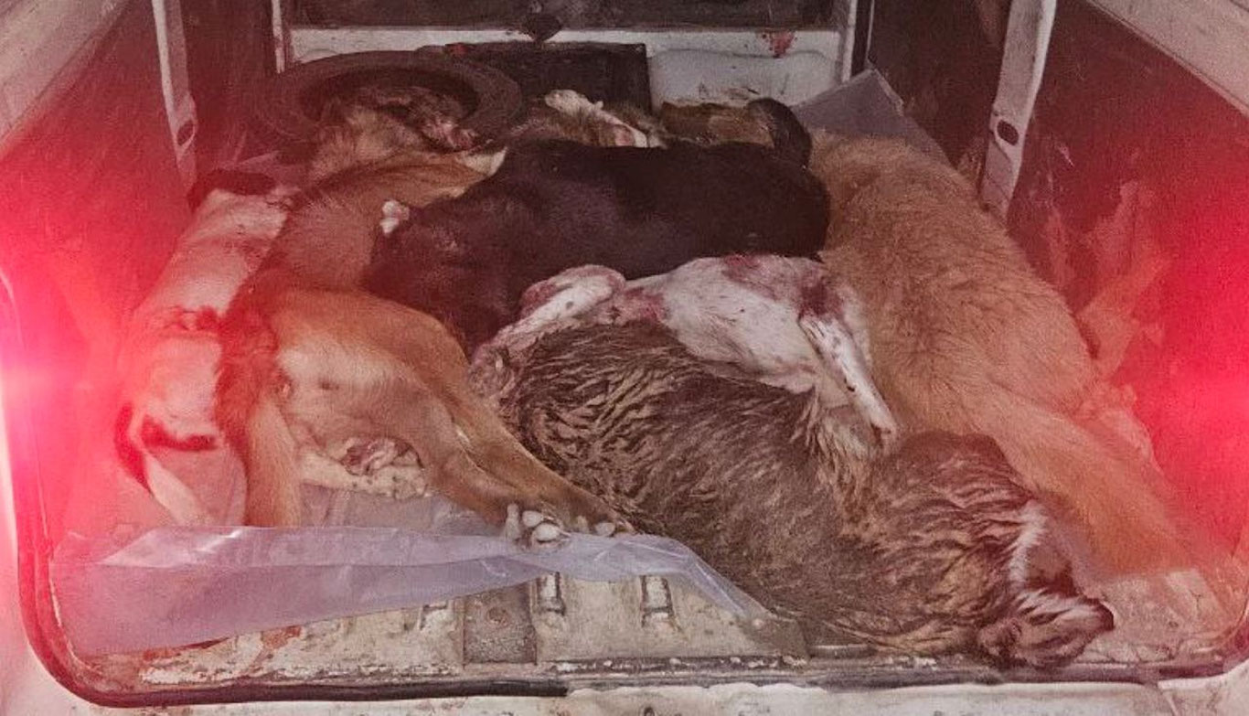 Андижонда ободонлаштириш ходимлари итларни отиб ташлагани айтилмоқда.