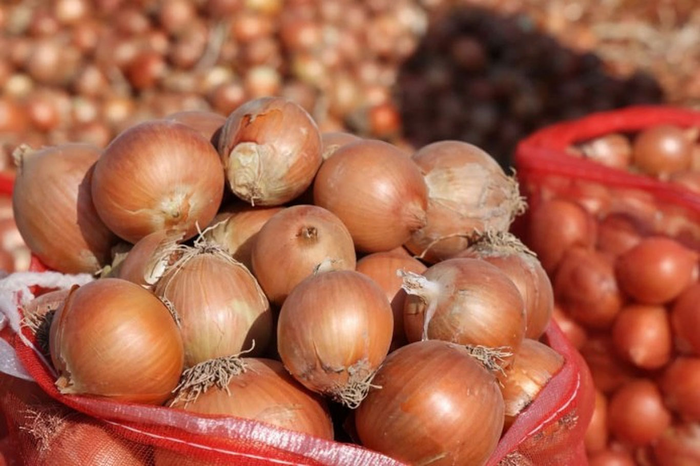 Ўзбекистон четга рекорд миқдорда пиёз экспорт қилди