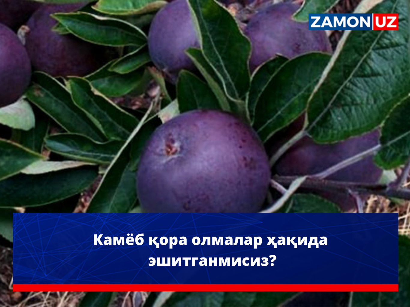 Камёб қора олмалар ҳақида эшитганмисиз?