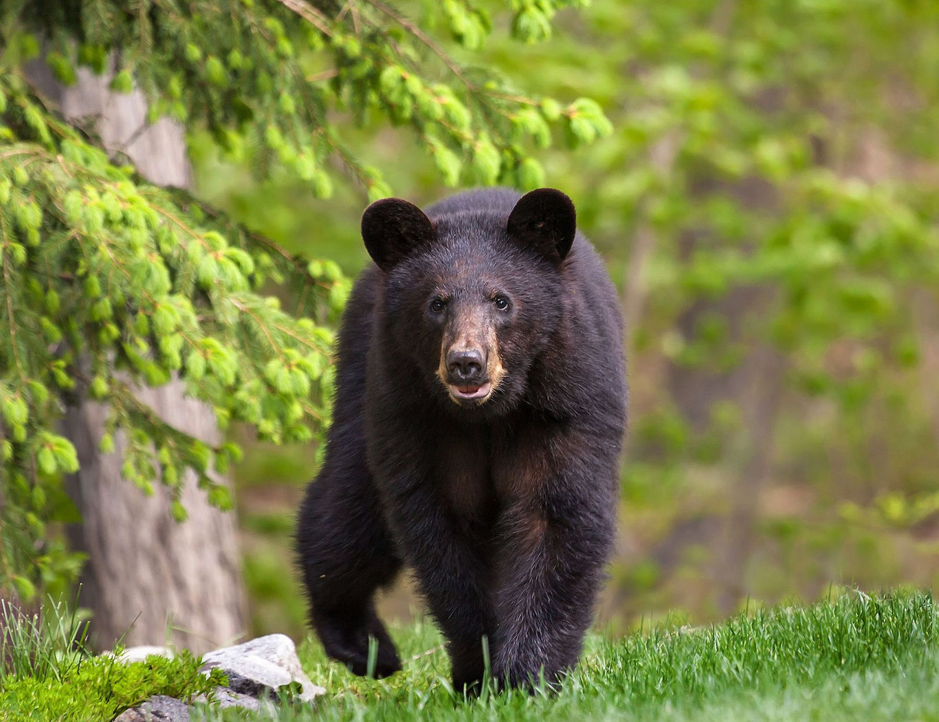 Тунда келган чақирилмаган меҳмон